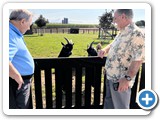 TALKING WITH THE GOATS